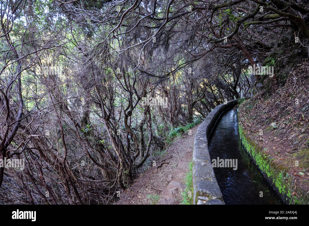 Wanderweg in dunklen Lorbeerwald, Teil der Levada 25 Fontes auf der Insel Madeira, Portugal. Das Bewässerungssystem Canal, schmalen Stein weg, und Lorbeerbäume. Laurissilva, Laurisilva. Madeira Trail. Stockfoto