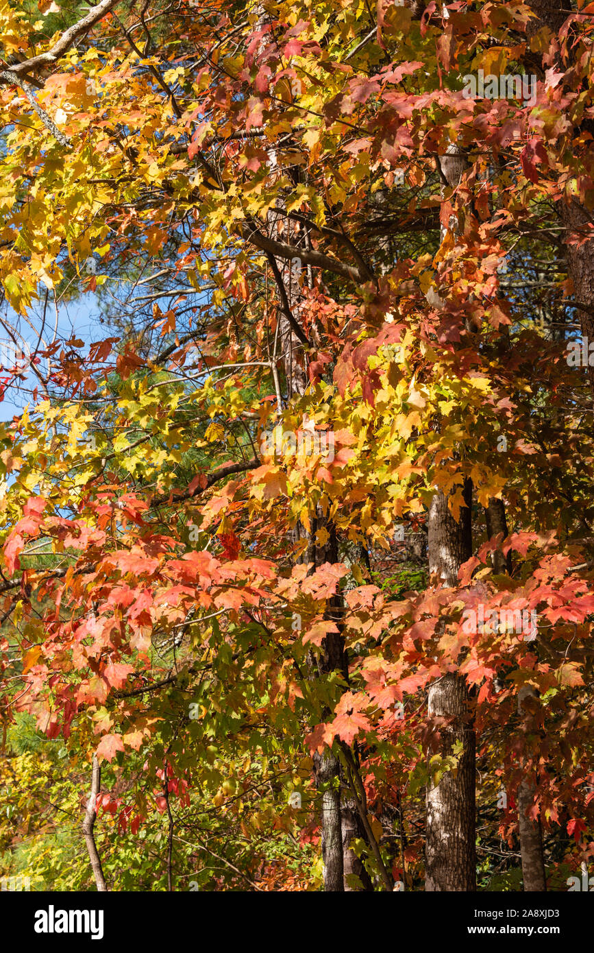 Die Farben des Herbstes auf voller Anzeige an Unicoi State Park in Helen, Georgia. (USA) Stockfoto