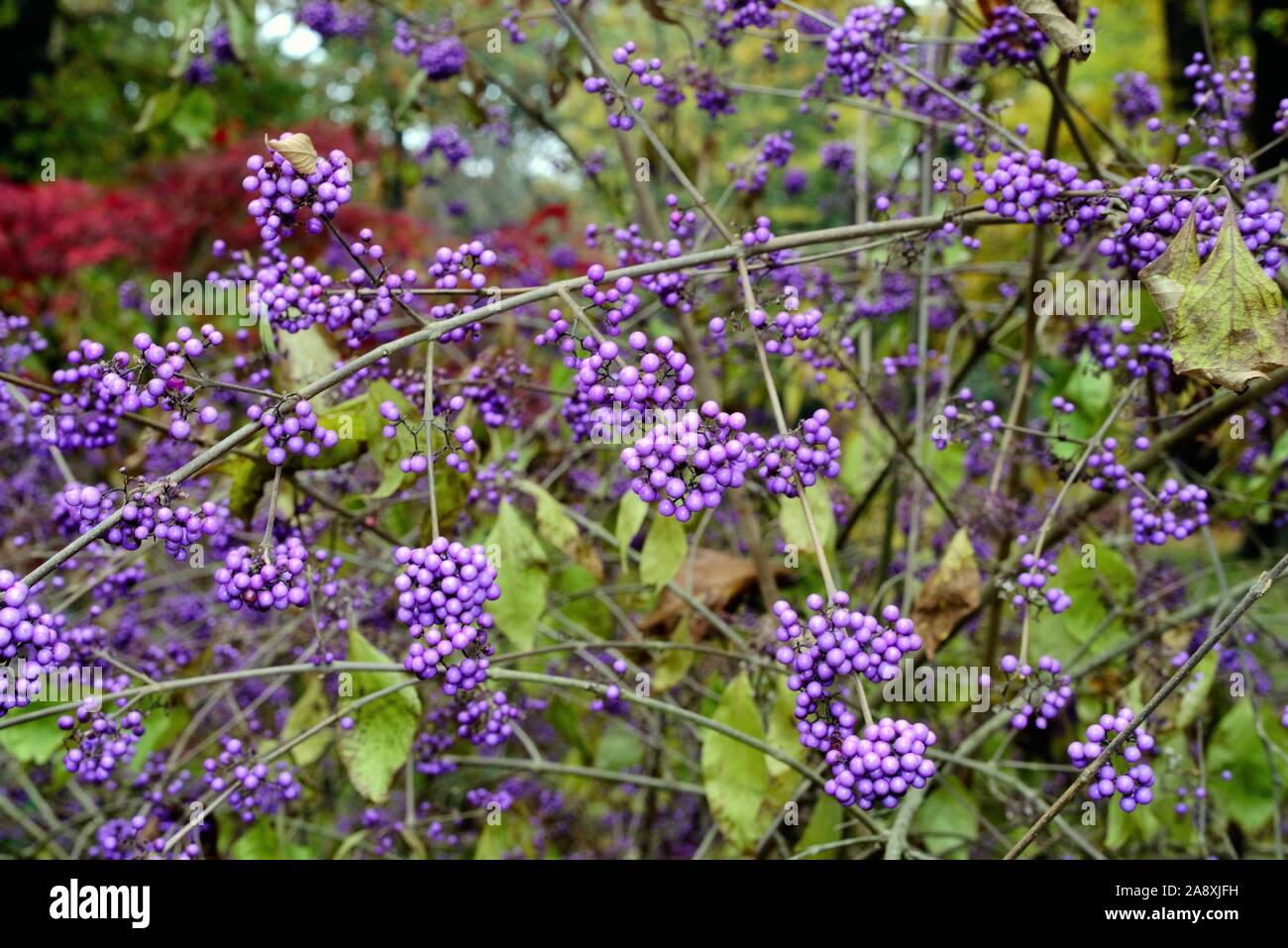 In der Nähe des Blue Violet Beeren der Strauch Callicarpa bodinieri Stockfoto