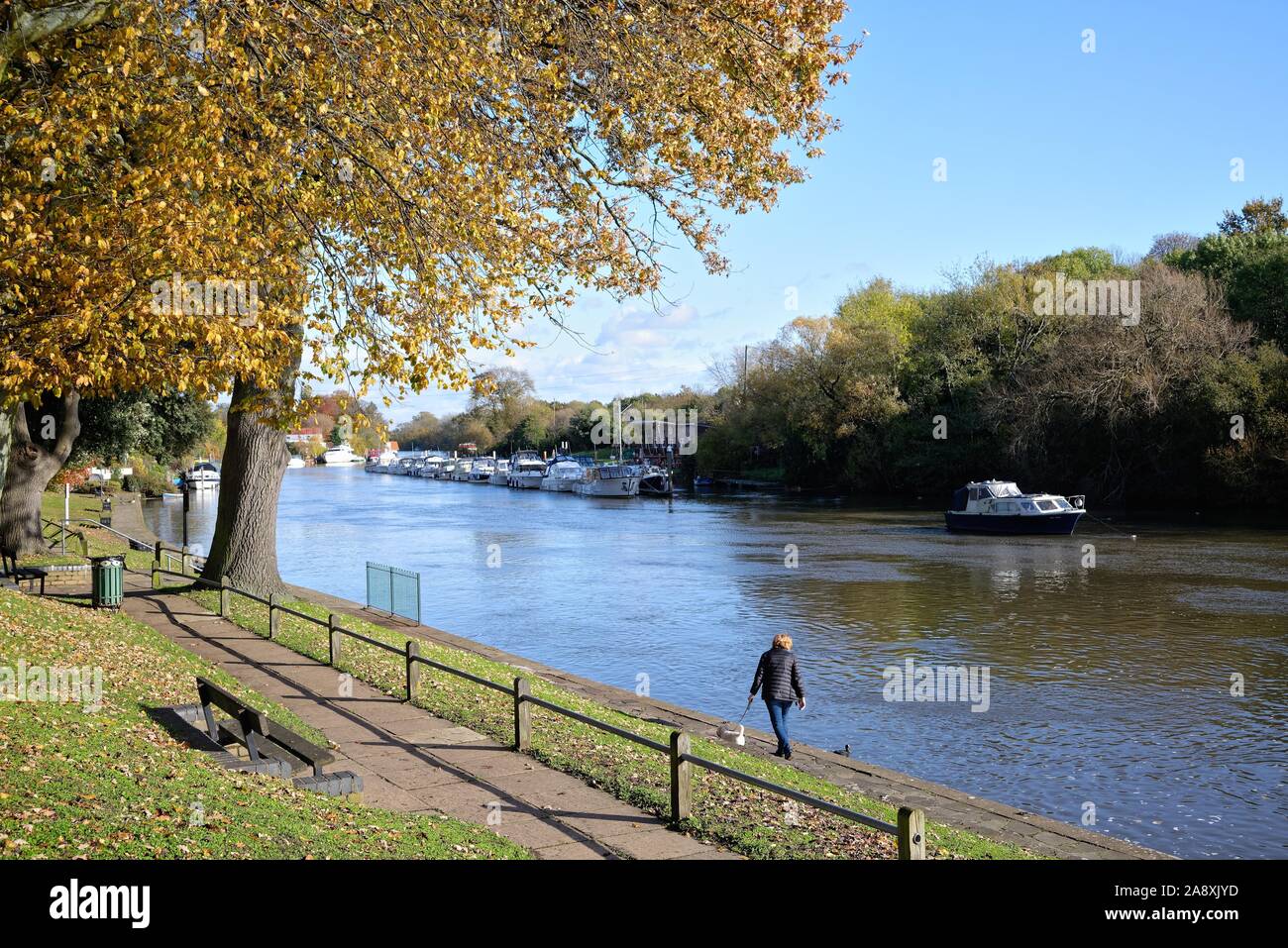 Einen sonnigen, herbstlichen Tag an der Themse bei niedrigeren Sunbury Surrey England Großbritannien Stockfoto