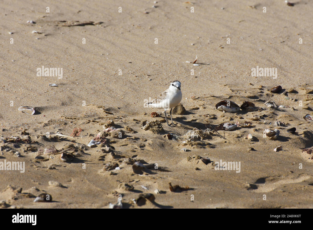 Klein, weiß verputztes Plover Vogel am Strand Sand (Charadrius Marginatus) Stockfoto