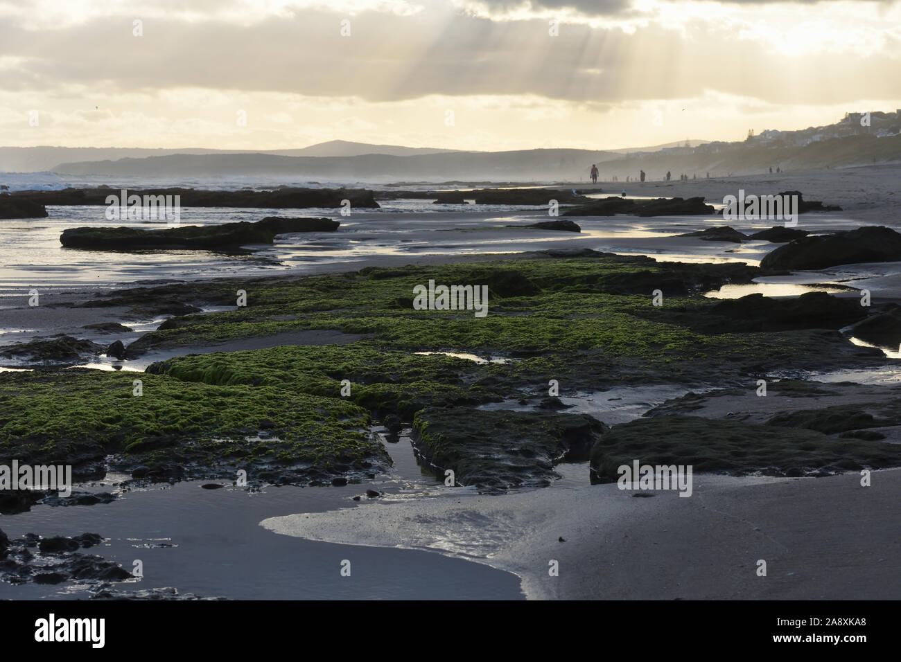 Bright Green Rock Moss auf Nachmittag Strand Stockfoto