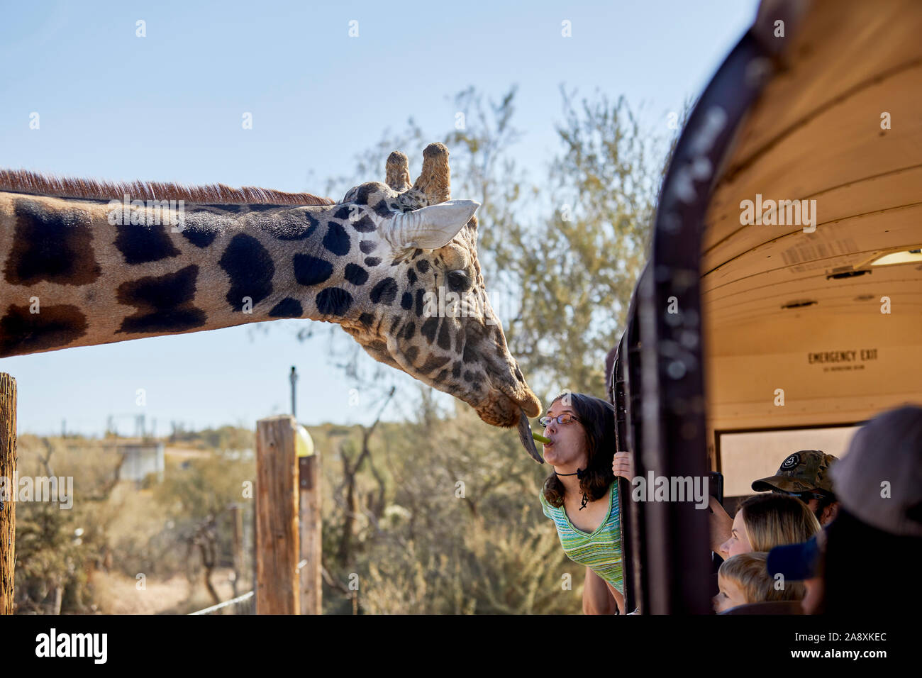 Camp Verde, Arizona, USA, November 4, 2019: Safari Bus bei Out of Africa Wildlife Park anhalten, damit die Touristen die Giraffe füttern können Stockfoto