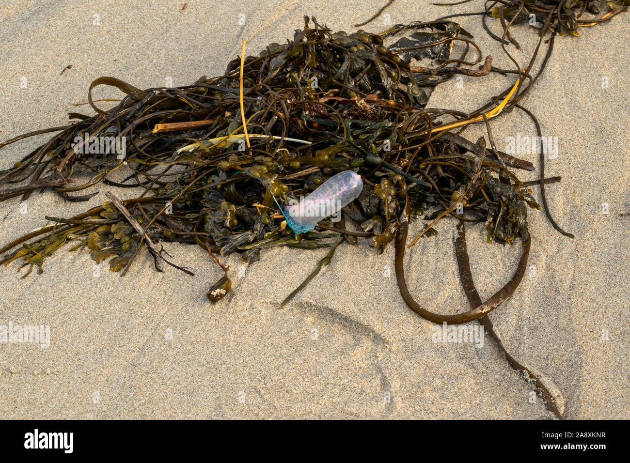 Portugiesische Mann-o Krieg gewaschen bis auf sandigen Cornish Beach im November Stockfoto