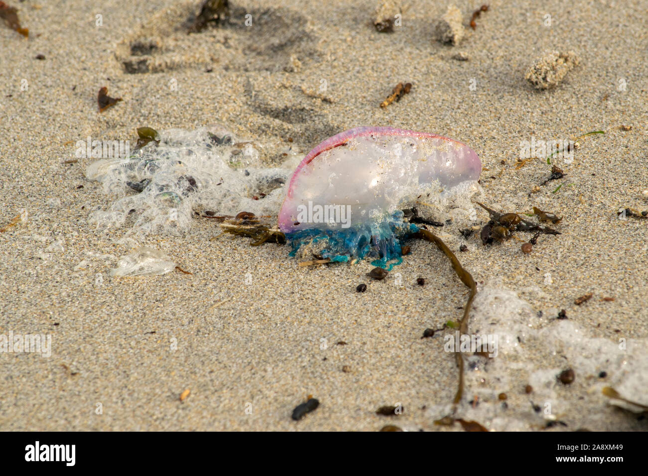 Portugiesische Mann-o Krieg gewaschen bis auf sandigen Cornish Beach im November Stockfoto