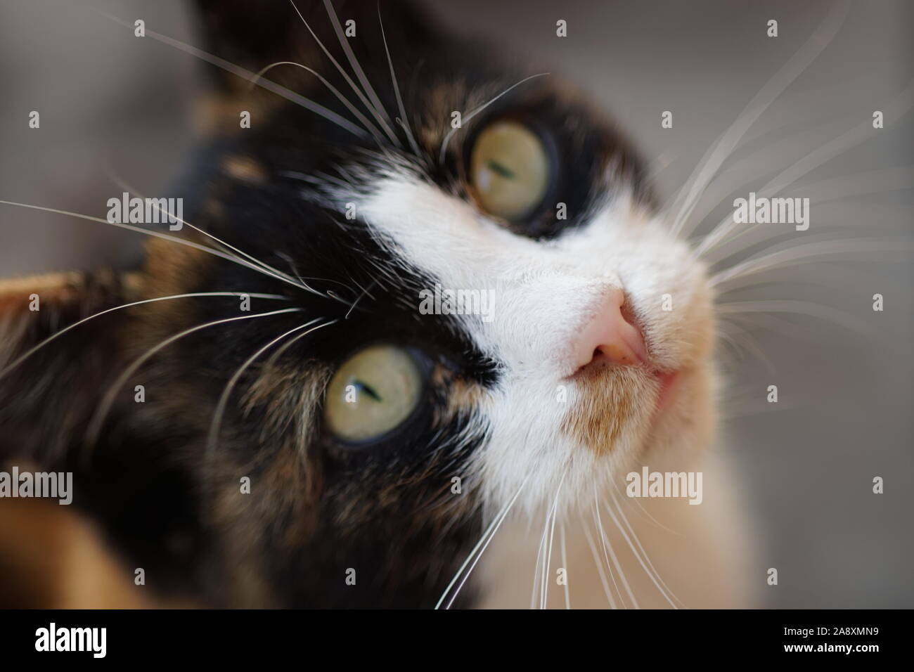 Nahaufnahme Porträt einer big-eyed mustachioed cat Stockfoto