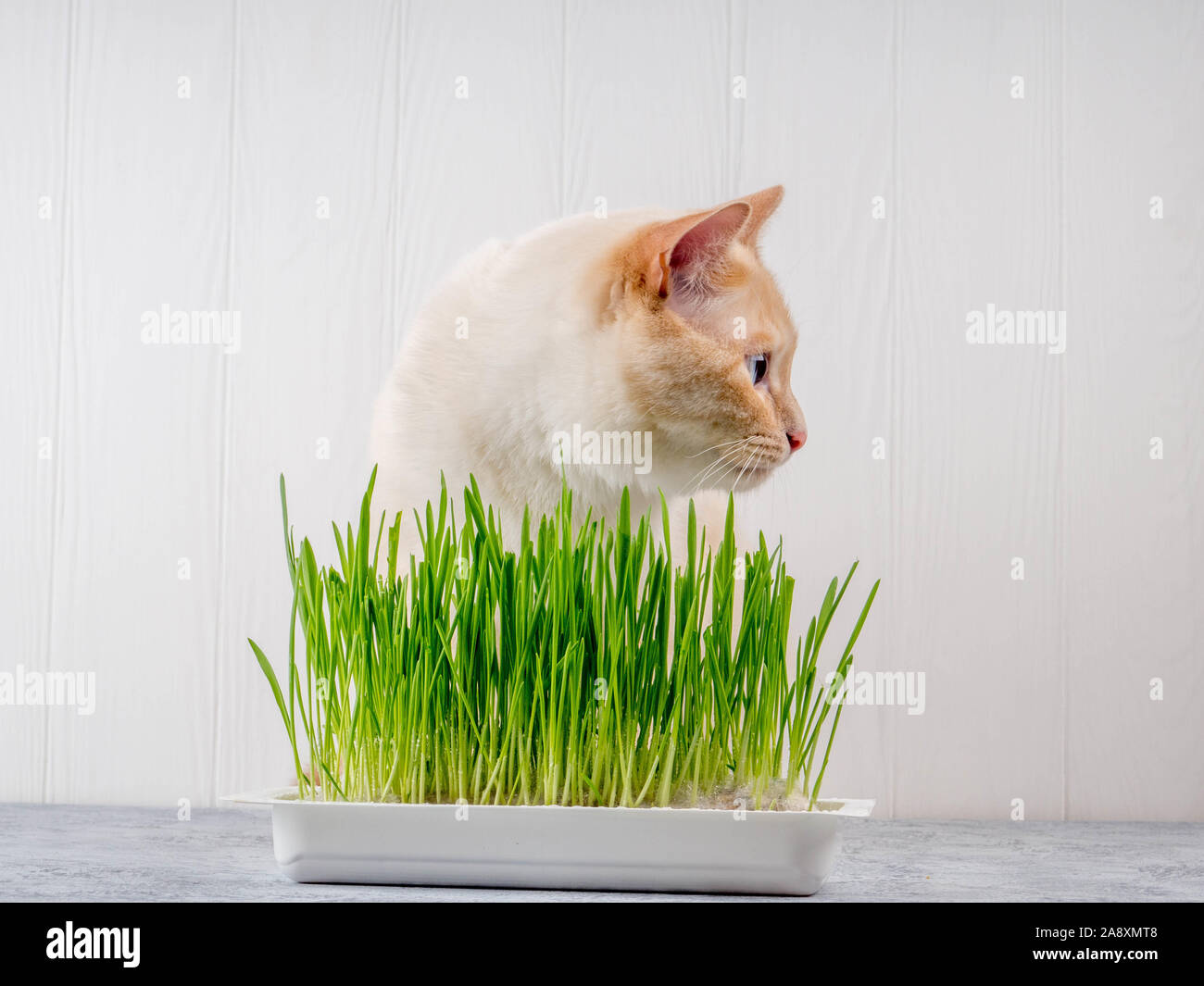 In der Nähe eines schönen Katze essen frische grüne Gras. Pet-Gras.  Natürliche hairball Behandlung, grünes saftiges Gras für Katzen, gekeimten  Hafer nützlich für Katzen Stockfotografie - Alamy