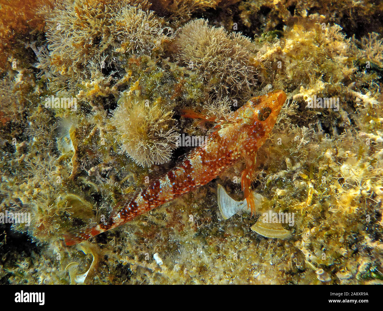 Kleiner Knurrhahn auf dem Meeresboden der Tremiti Inseln in der Adria, in Apulien, Italien Stockfoto