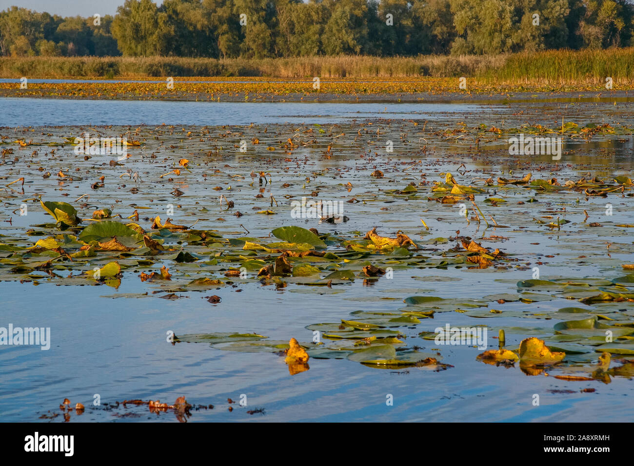 Das Flussbett Kushugum mit Algen und Seerosen bewachsen. Sümpfe auf dem Dnjepr River, in der Nähe des Dorfes Kushugum, Zaporizhzhya Region, in der Ukraine. Stockfoto