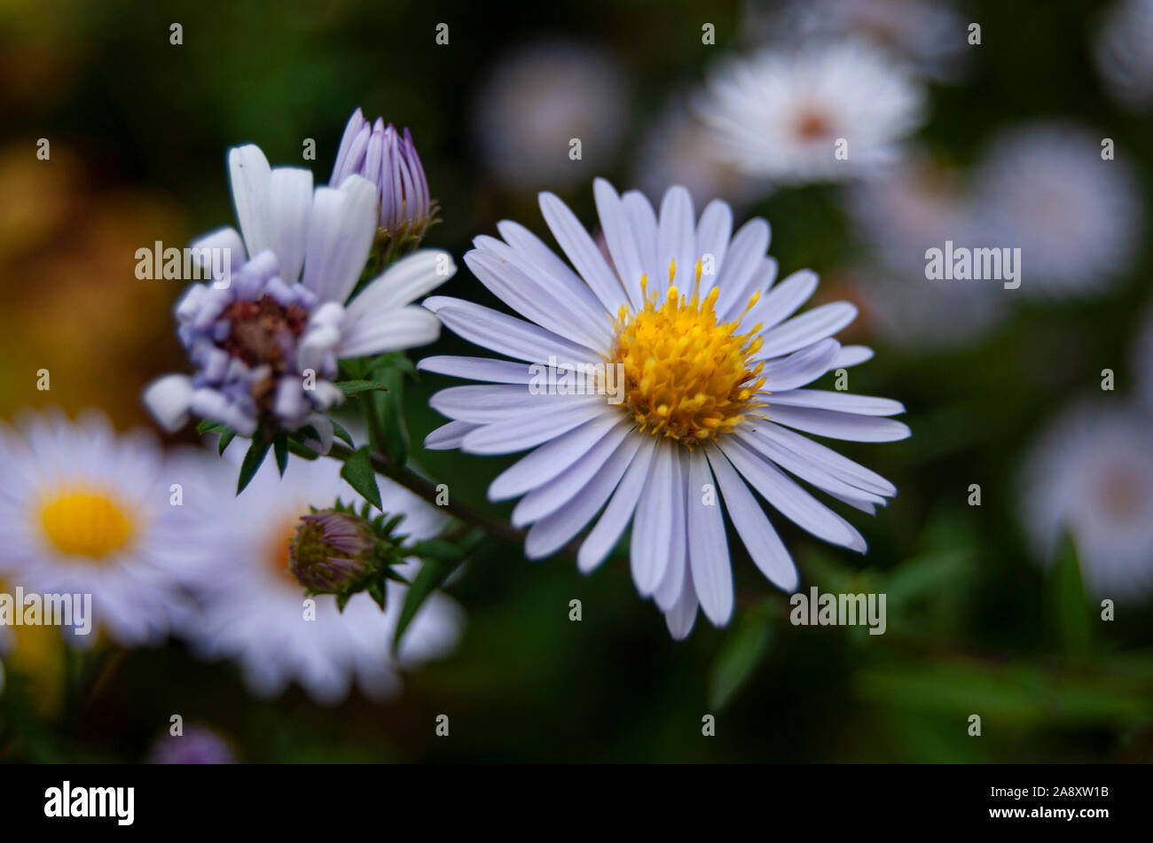 Nahaufnahme von einem Weißen Blütenblatt Daisy mit gelben Center Stockfoto