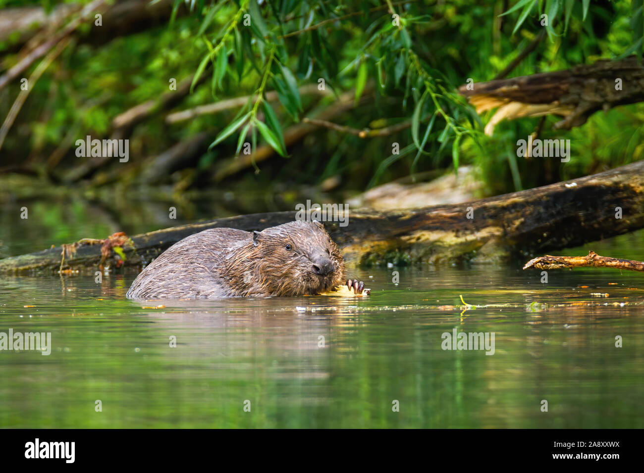 Eurasischen Biber essen und Nibbeln Holz im Fluss Stockfoto