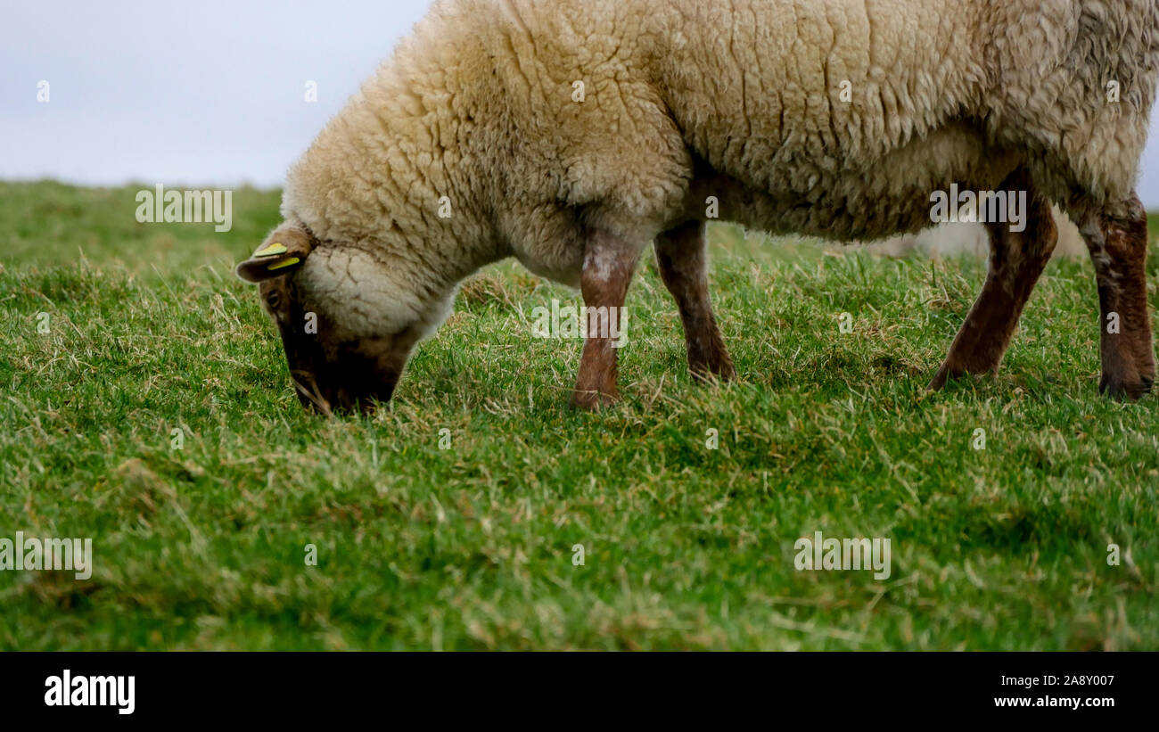 Schafe Irland blau markiert Stockfoto