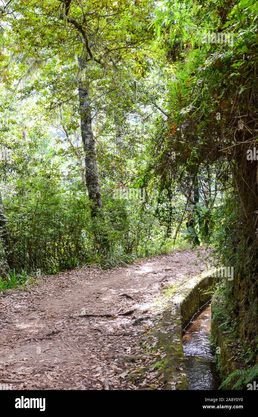 Vertikale Foto von einem Wanderweg im Wald während der Levada dos Balcoes Trail in Madeira, Portugal. Das Bewässerungssystem Kanal mit einem Strom von Wasser. Grüne Bäume um den Weg. Wandern in den Wald. Stockfoto