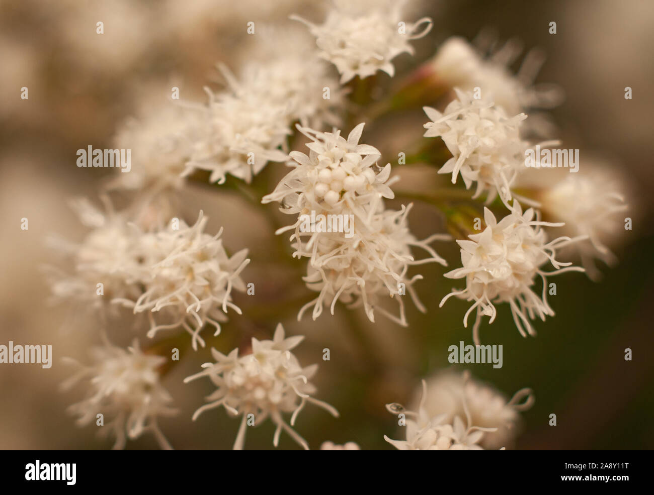Weiße Knospen der Blumen verklumpten Zusammen mit langen Stempeln Stockfoto