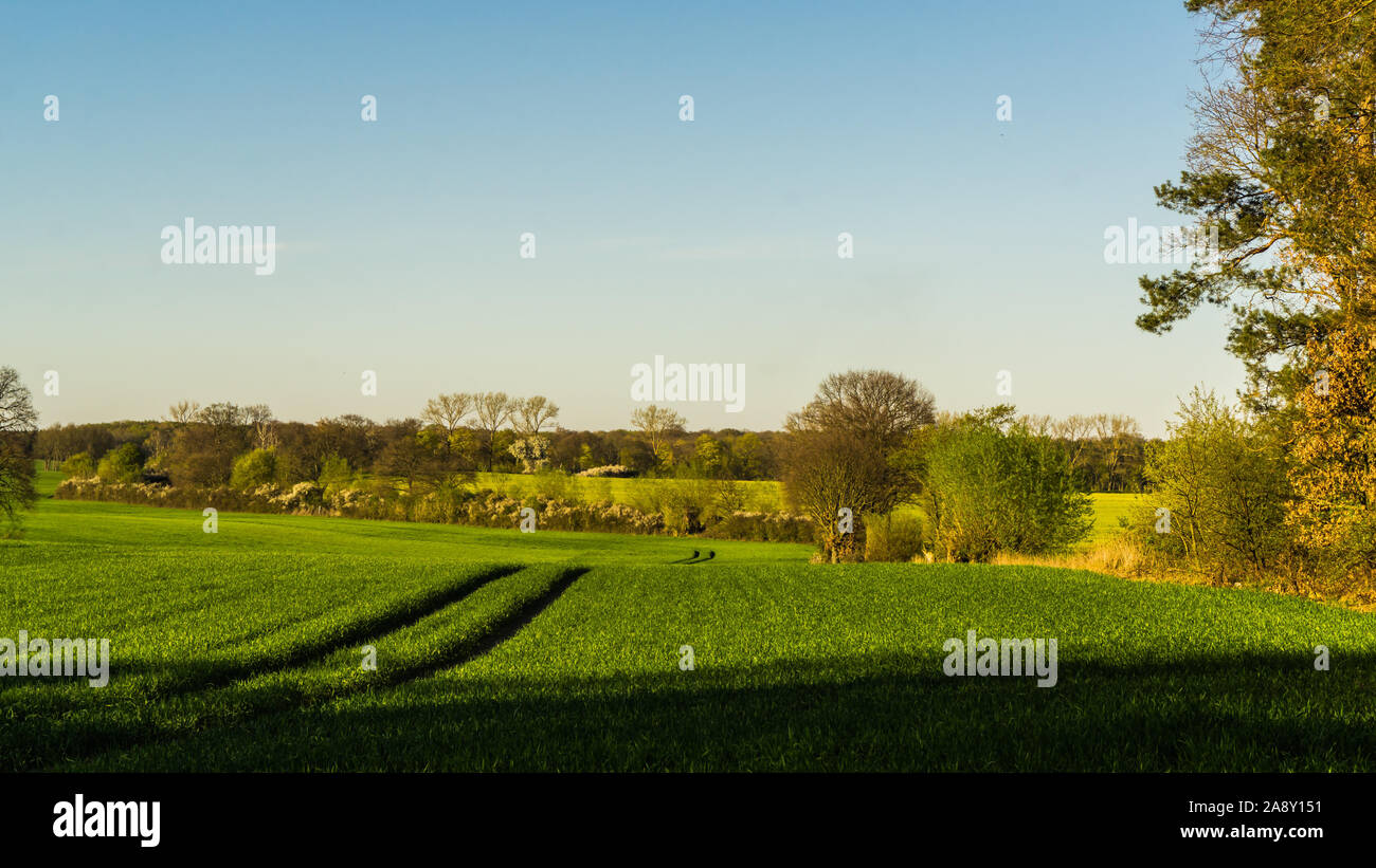 Landschaft mit grünen Wiesen und Wälder im Hintergrund Stockfoto