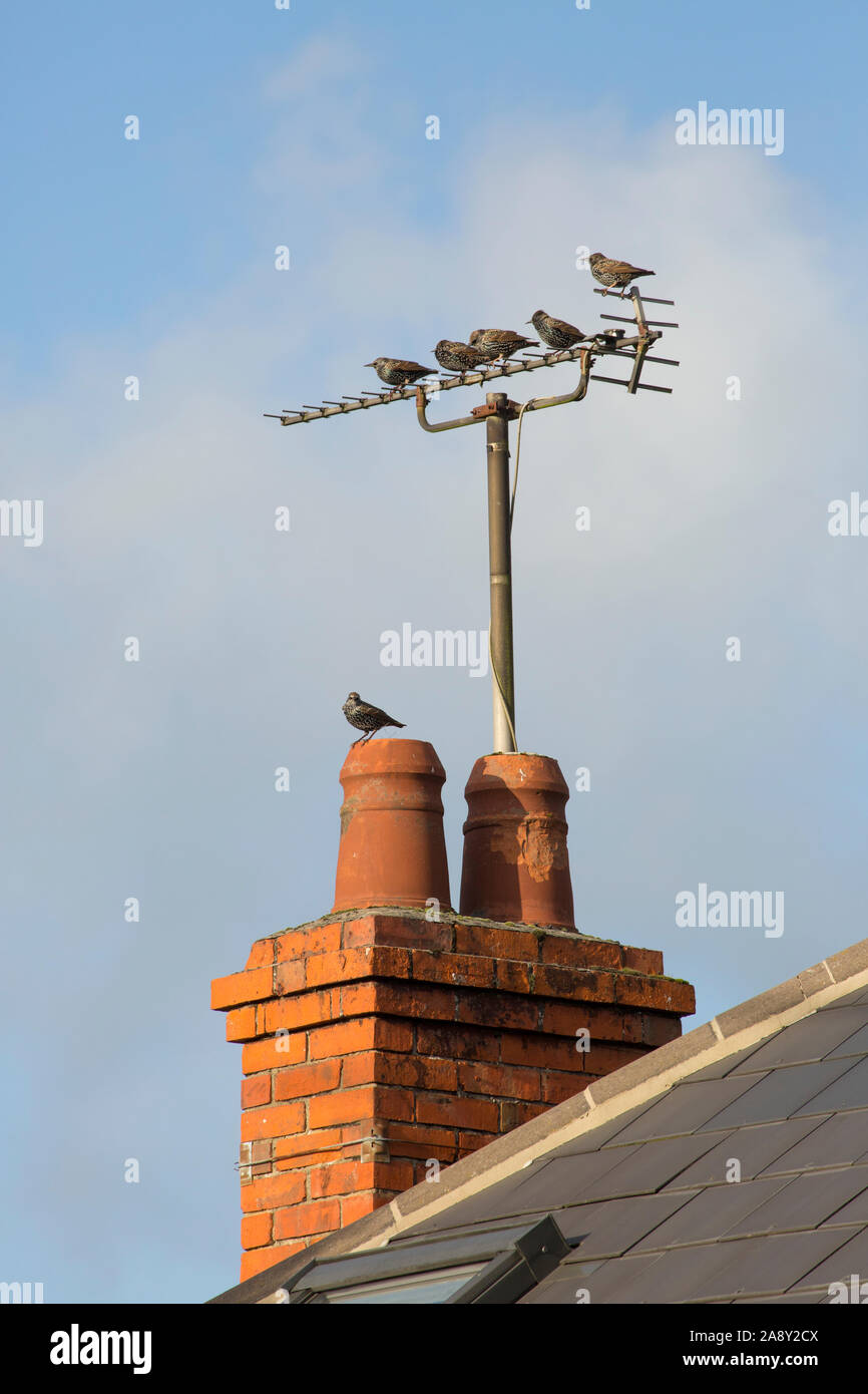 Stare, Sturnus vulgaris, sitzen auf einer Fernsehantenne und Kamin im November. Dorset England UK GB Stockfoto