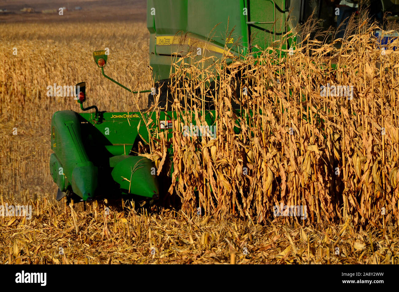 7. November 2019 ländlicher Landkreis Burleigh im südlichen Zentrum von North Dakota. Landwirte, die Mähdrescher und verwandte Maschinen einsetzen, ernten in diesem Jahr Maisernte. Stockfoto