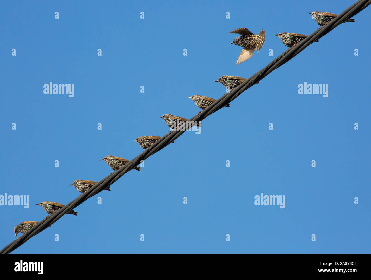 Stare, Sturnus vulgaris, sitzen auf netzleitungen vor blauem Himmel im November. Dorset England UK GB Stockfoto