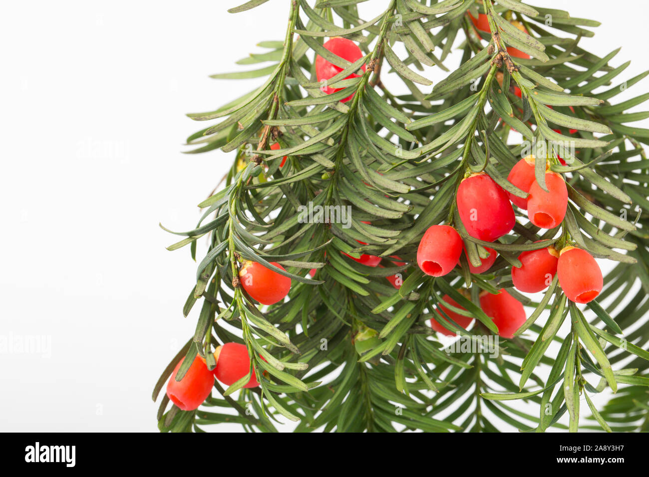 Rote Beeren der Eibe, Taxus Whipplei, fotografiert in einem Studio auf einem weißen Hintergrund. Dorset England UK GB Stockfoto