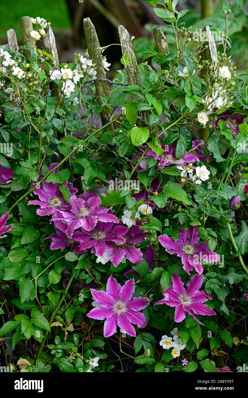 Clematis Arzt Ruppel, frühen Großblütige Clematis, Rosa, Ton, getönt, bi-color, Blumen, Blume, Blüte, Bergsteiger, Kletterer, Kriechgang, mehrjährig, RM Floral Stockfoto