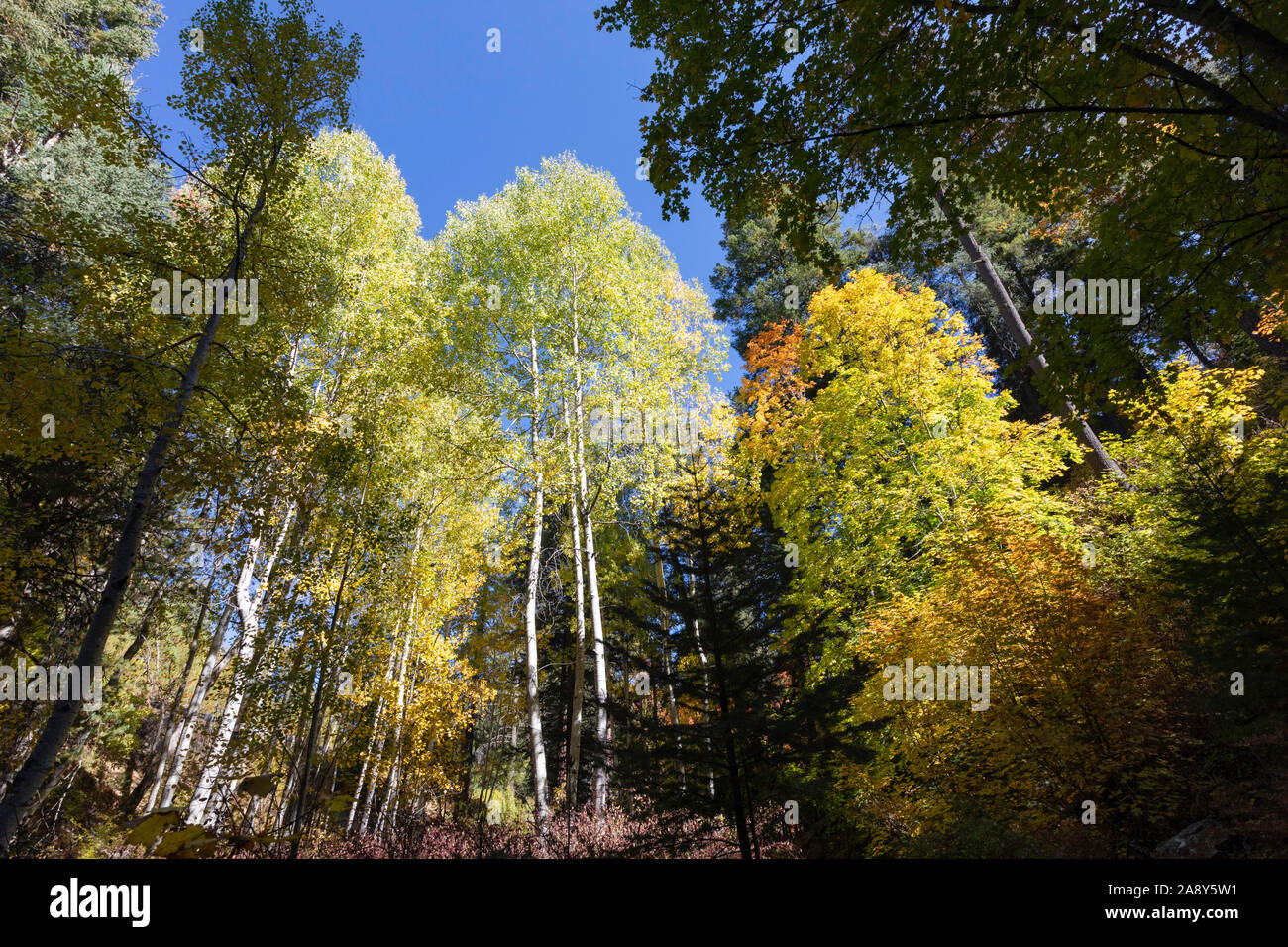 Herbst Wald, Mt. Lemmon, Santa Catalina Mountains, Coronado National Forest, Tucson, Arizona, USA Stockfoto
