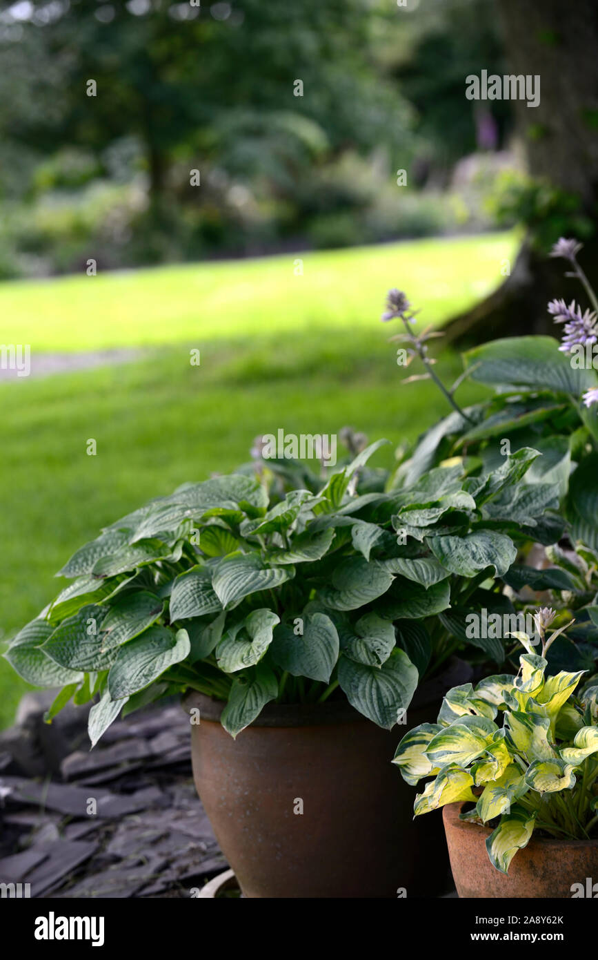 Bunte, Laub, hosta, Funkien, Topf, Töpfe, Behälter, Kombination, Kombinationen, Blätter, Schatten, Schatten, Schatten, Garten, Gartenarbeit, RM Floral Stockfoto