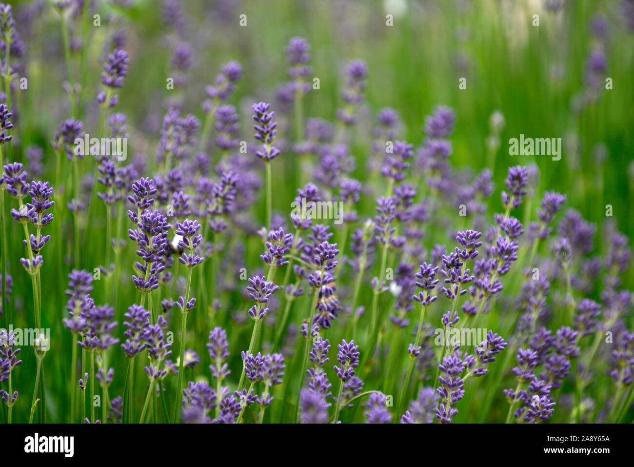 Lavendel, blau, lila, Blüte, Blumen, Blüte, RM Floral Stockfoto