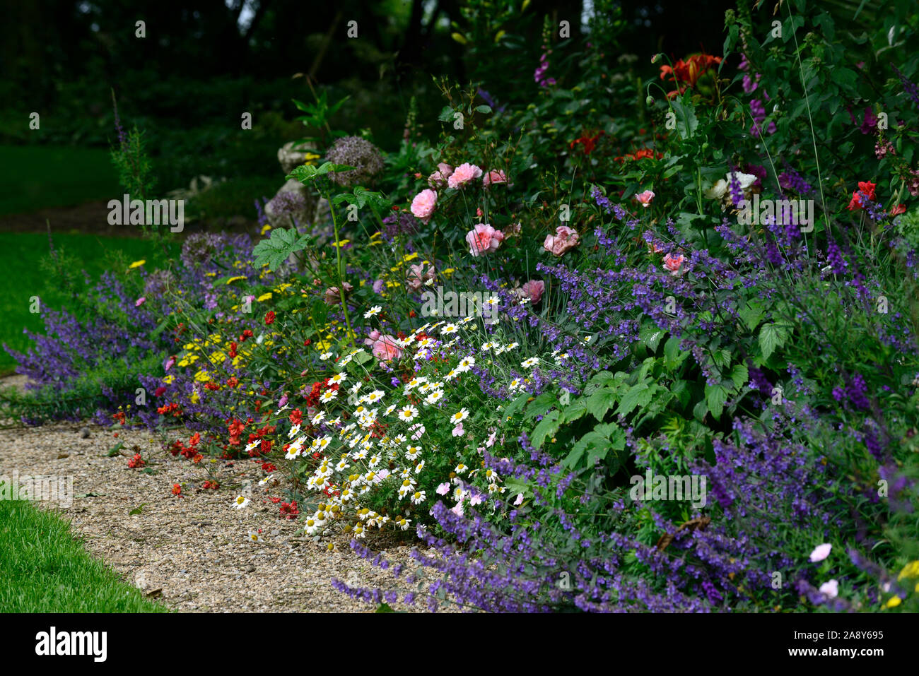 Ewige Grenze, Sommer, Rose, nepeta, Daisy, Grenze, Grenzen, Mix, Gemischt, mehrjährig, Cottage Garten, RM Floral Stockfoto