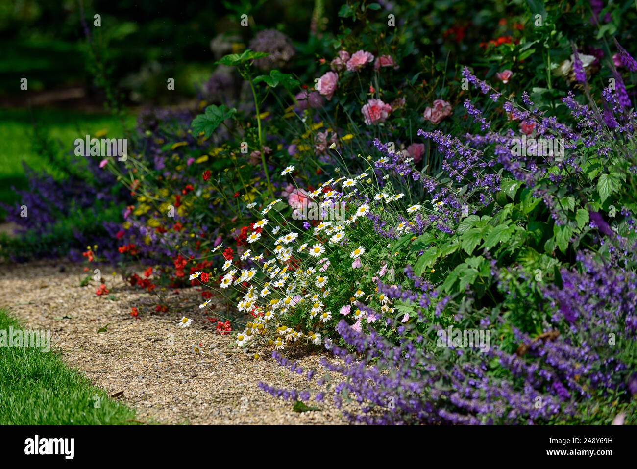 Ewige Grenze, Sommer, Rose, nepeta, Daisy, Grenze, Grenzen, Mix, Gemischt, mehrjährig, Cottage Garten, RM Floral Stockfoto