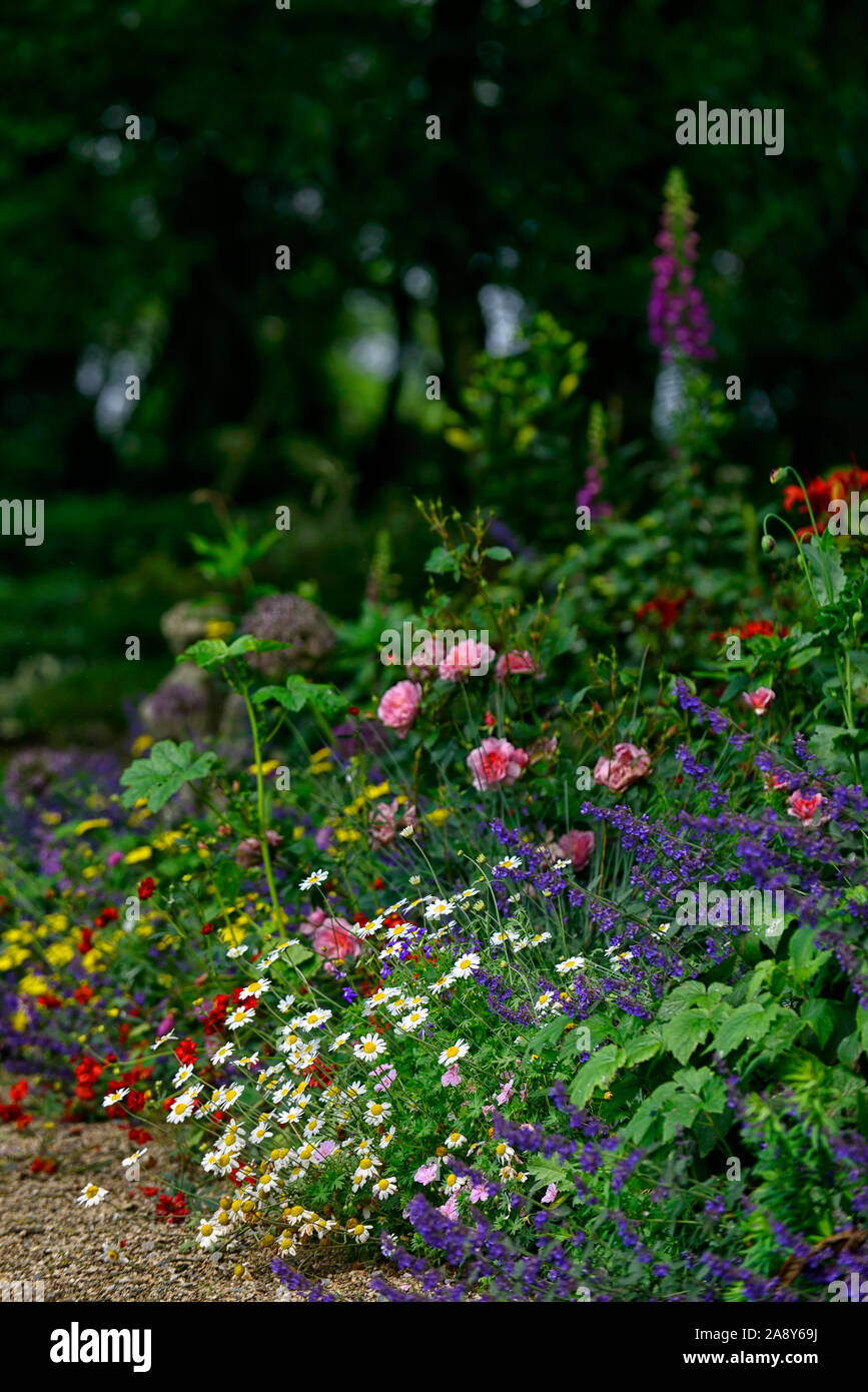 Ewige Grenze, Sommer, Rose, nepeta, Daisy, Grenze, Grenzen, Mix, Gemischt, mehrjährig, Cottage Garten, RM Floral Stockfoto