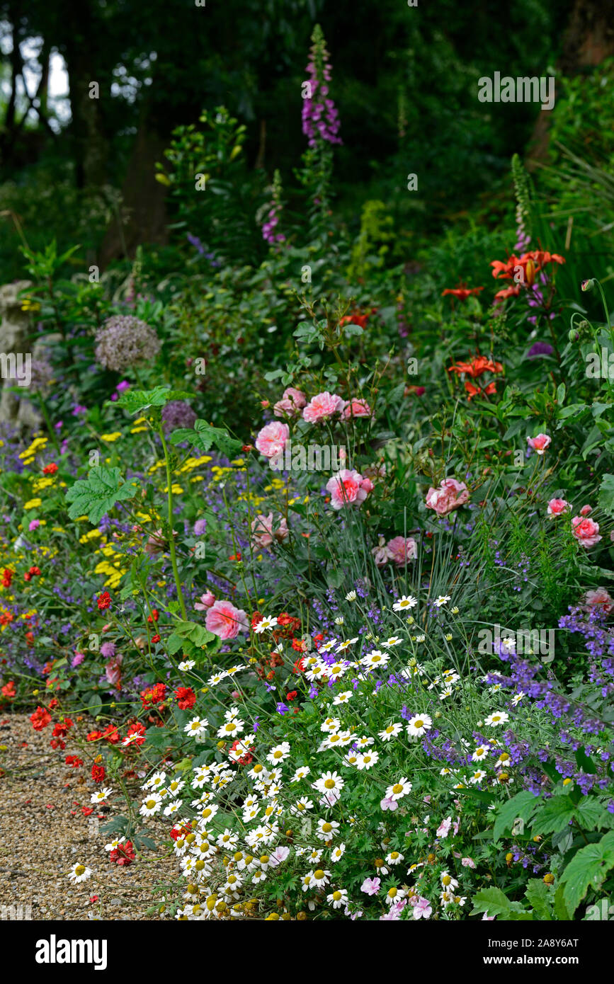 Ewige Grenze, Sommer, Rose, nepeta, Daisy, Grenze, Grenzen, Mix, Gemischt, mehrjährig, Cottage Garten, RM Floral Stockfoto