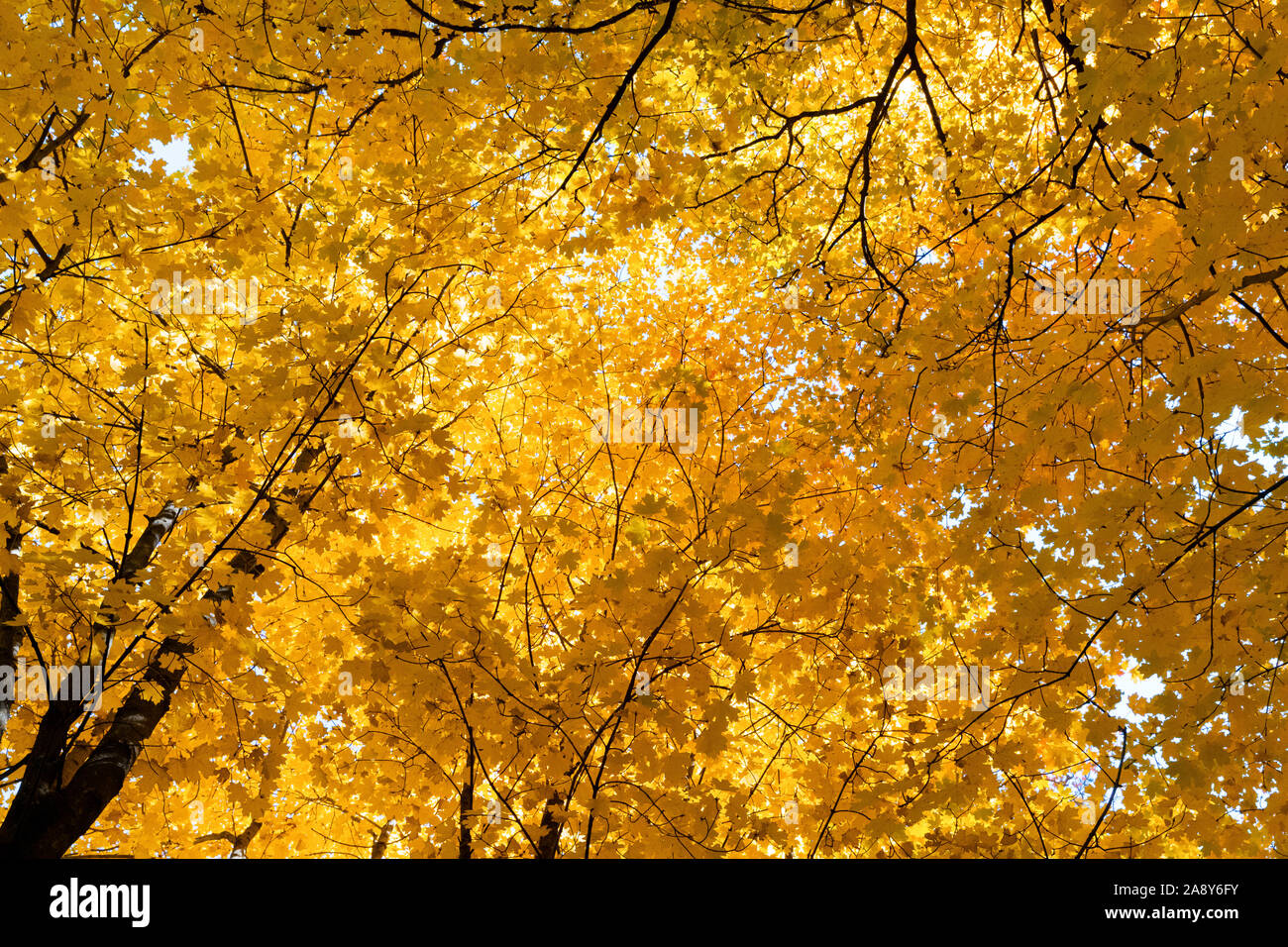 Herbstfarben, orange Ahornblätter auf der Suche vor blauem Himmel. Stockfoto