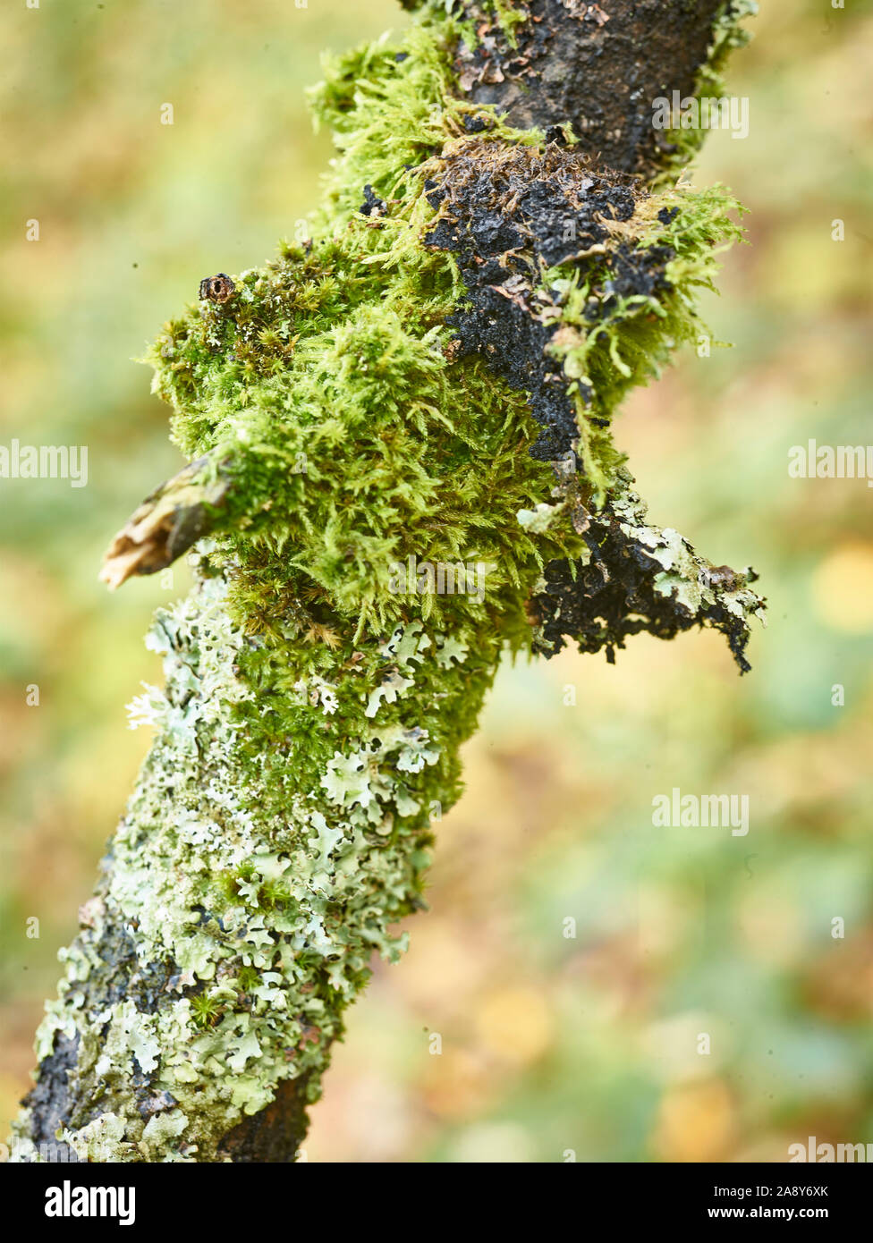 Makro Natur Nahaufnahme von Flechten wachsen auf Baum im Herbst Wald Stockfoto