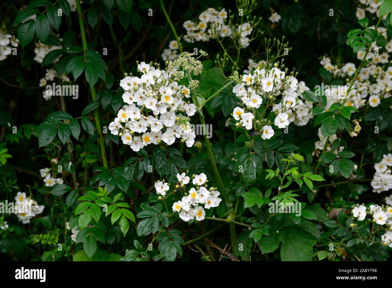 Rosa Rambling Rector Rose, Blume, weiß, Rambler, Bergsteiger, Wandern, Klettern, Rosen, streikposten Französisch, kastanie Zaun, wohlriechend, duftende, RM Floral Stockfoto