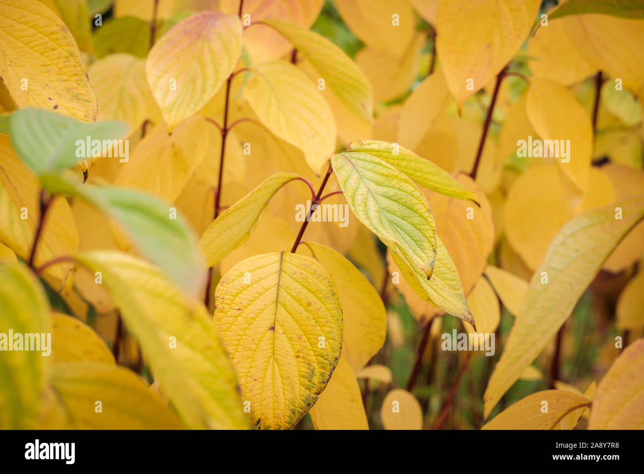 Blätter im Herbst, Gelb drehen Stockfoto