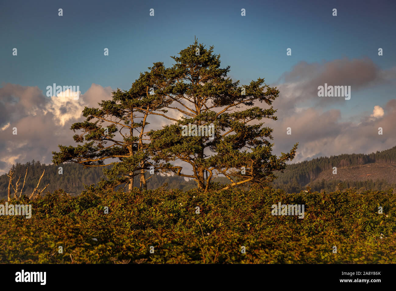 Yaquina Head Stockfoto