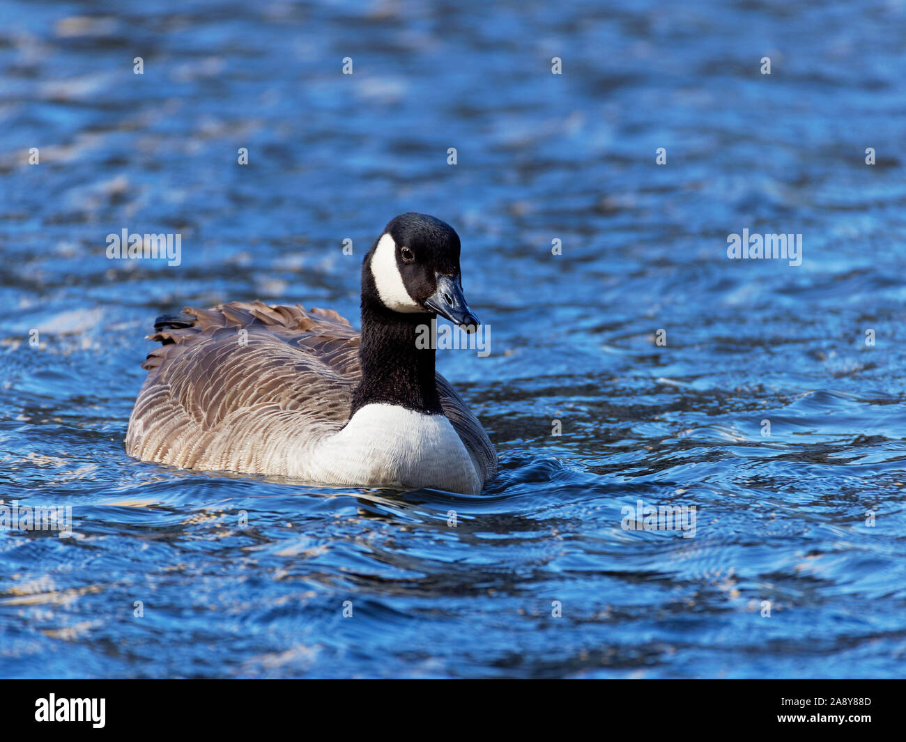 Kanadagans (Branta canadensis) Schwimmen am Regent's Canal in London im Frühling, gesamte Oberkörper von der Vorderseite Stockfoto