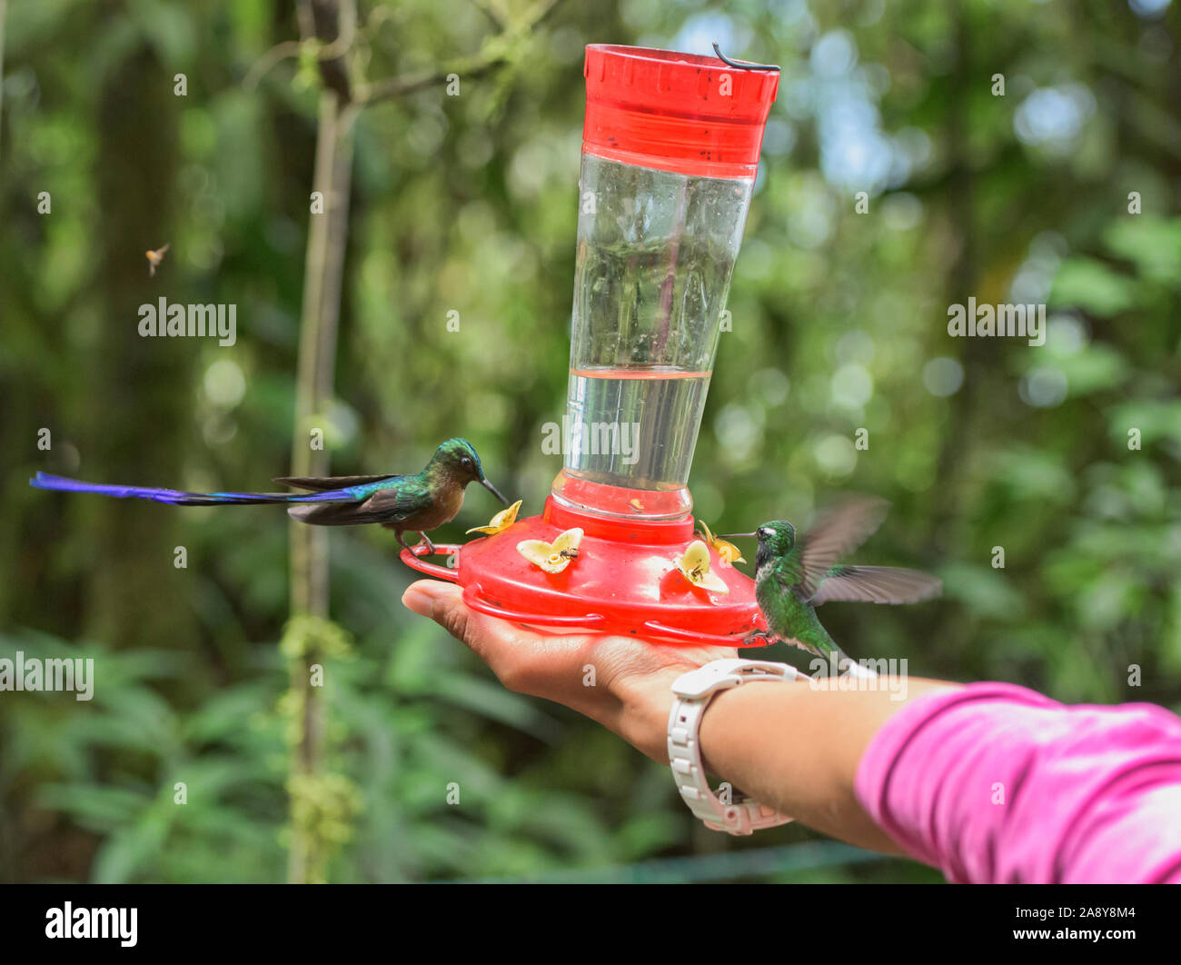 Violett-tailed sylph Kolibri an einem Abzweig, San Tadeo, Mindo, Ecuador Stockfoto