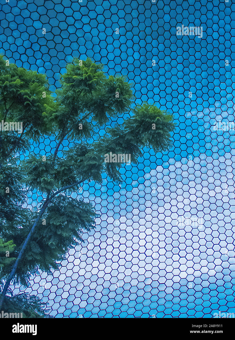 Ein Teil eines Baumes steht im Gegensatz zu den Sechsecken des Soumaya Museums im Polanco-Gebiet der Stadt Mexiko. Das Museum ist im Besitz von Carlos Slim Stockfoto