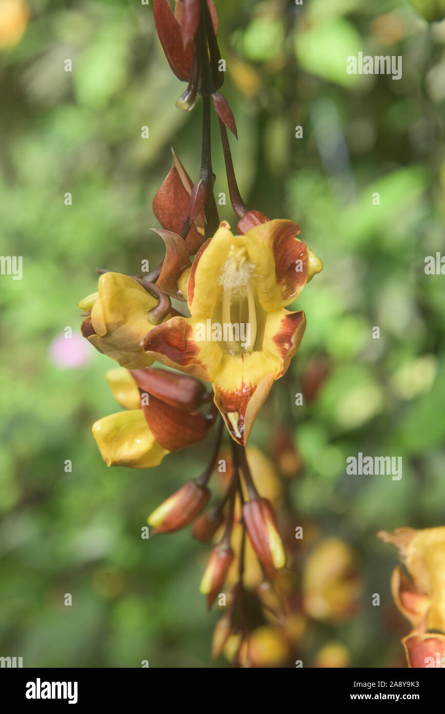 Ecuadorianischen Orchideen, Mindo, Ecuador Stockfoto