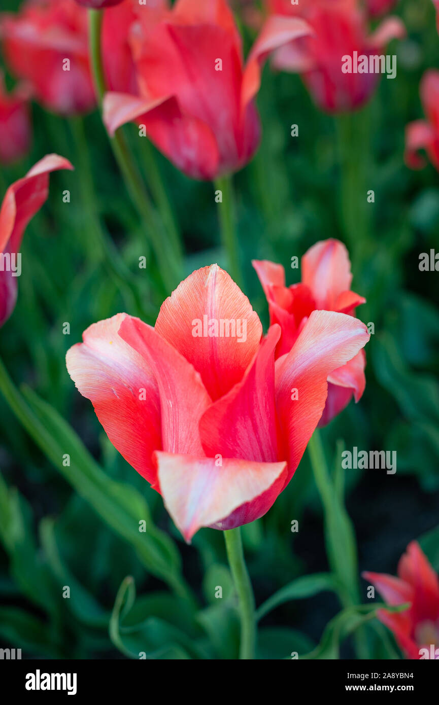 Rote Tulpe auf dunkelgrünem Hintergrund Stockfoto