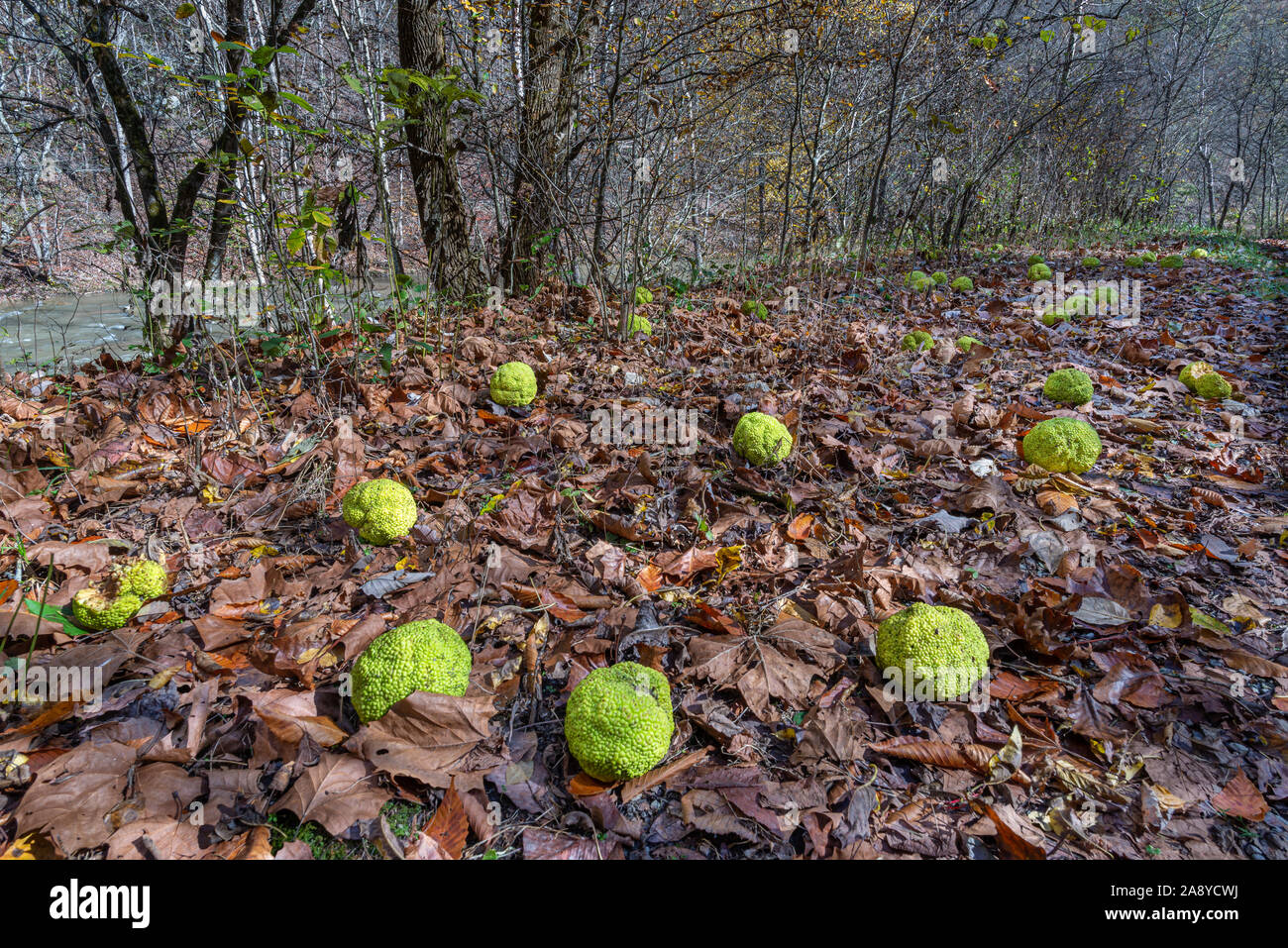 Gefallenen fruiit von osage Orange Tree (Maclura pomifera), im Herbst im südwestlichen Virginia. Baum ist Mitglied der Familie. Stockfoto