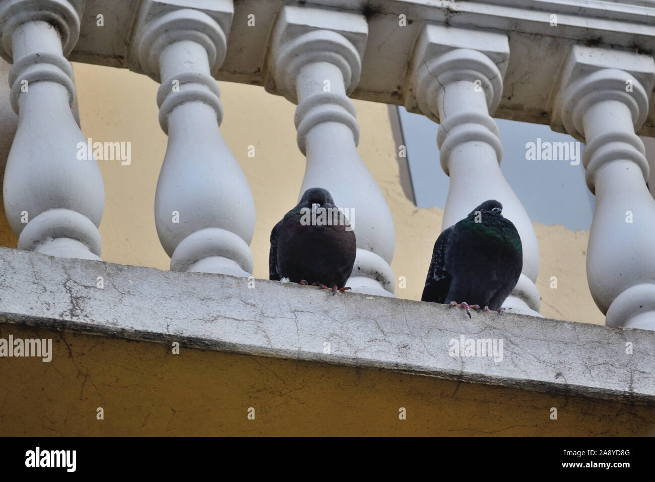 Zwei Tauben auf dem Balkon in kalten Herbst, Serbien Stockfoto