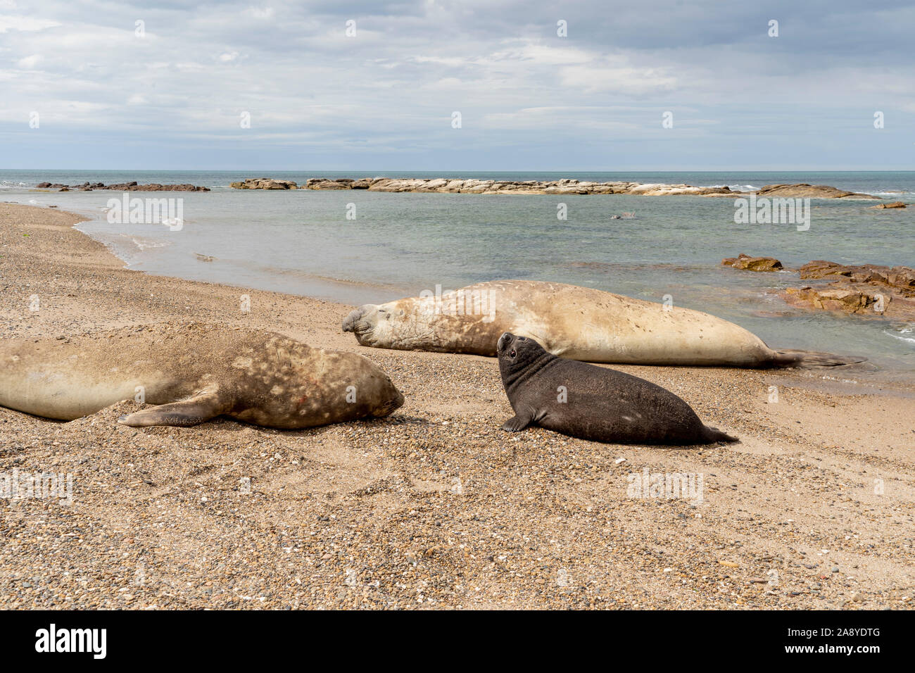 Bedrohten südlichen Elephant seal (oder Meer Elefant) Pup, Mutter und Vater, ein Nickerchen in der patagonischen Küste von Chubut, Argentinien. Mirounga leonina Leonina Stockfoto