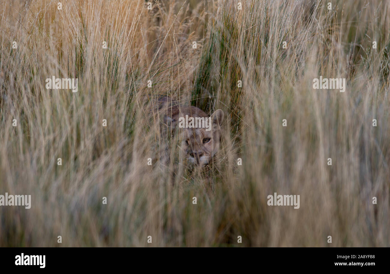 Erwachsene Frau patagonischen Puma, Stalking Guanaco aus der Abdeckung des hohen Gras. Stockfoto