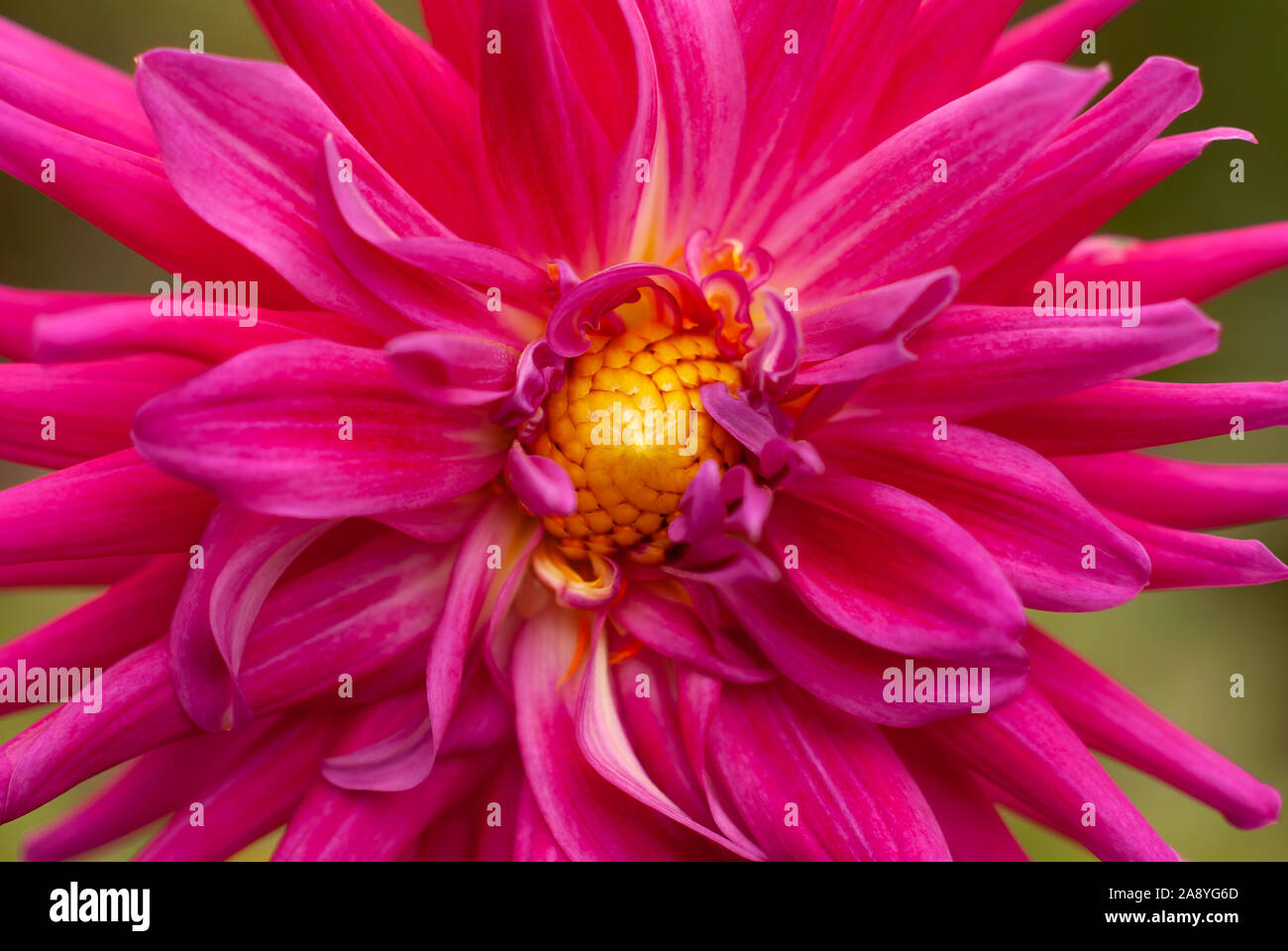Pulsierende Rosa Cactus Dahlien in extreme Close-up Stockfoto