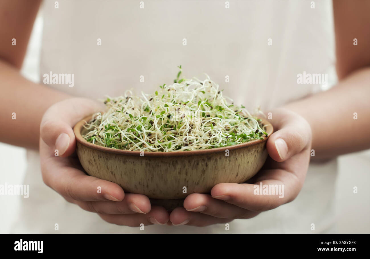 Junge Erwachsene Händen hält Keramik Schüssel mit selbst angebauten Organische micro Grüns Alfalfa Sprossen sprießen. Gesunde Ernährung Konzept. Close up, selektive konzentrieren. Stockfoto