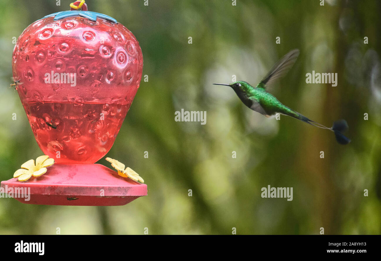 Gebootet Schläger - Schwanz (Ocreatus underwoodii melanantherus) erwachsenen männlichen, San Tadeo, Mindo, Ecuador Stockfoto