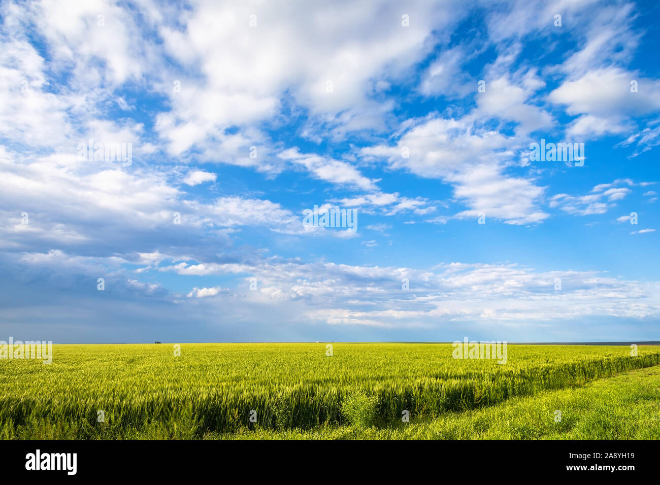Malerische Landschaft in Great Plains und idyllisches Farmfeld mit blauem Himmel und Wolken im Hintergrund in der Nähe von Altus, Oklahoma. Stockfoto