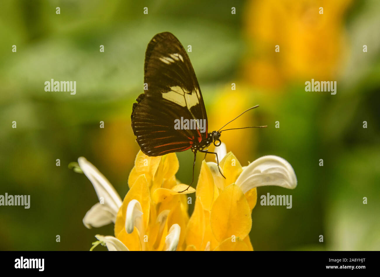 Falsche zebra longwing Schmetterling (Heliconius atthis) Alkoholkonsum von einer Blume, Mindo, Ecuador Stockfoto